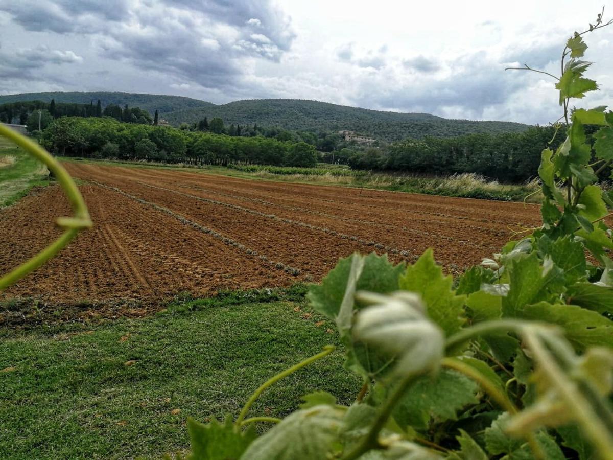 Claudia Vacanza Toscana - Appartamento Nocciolo- 10 Min Da Siena Malignano Buitenkant foto